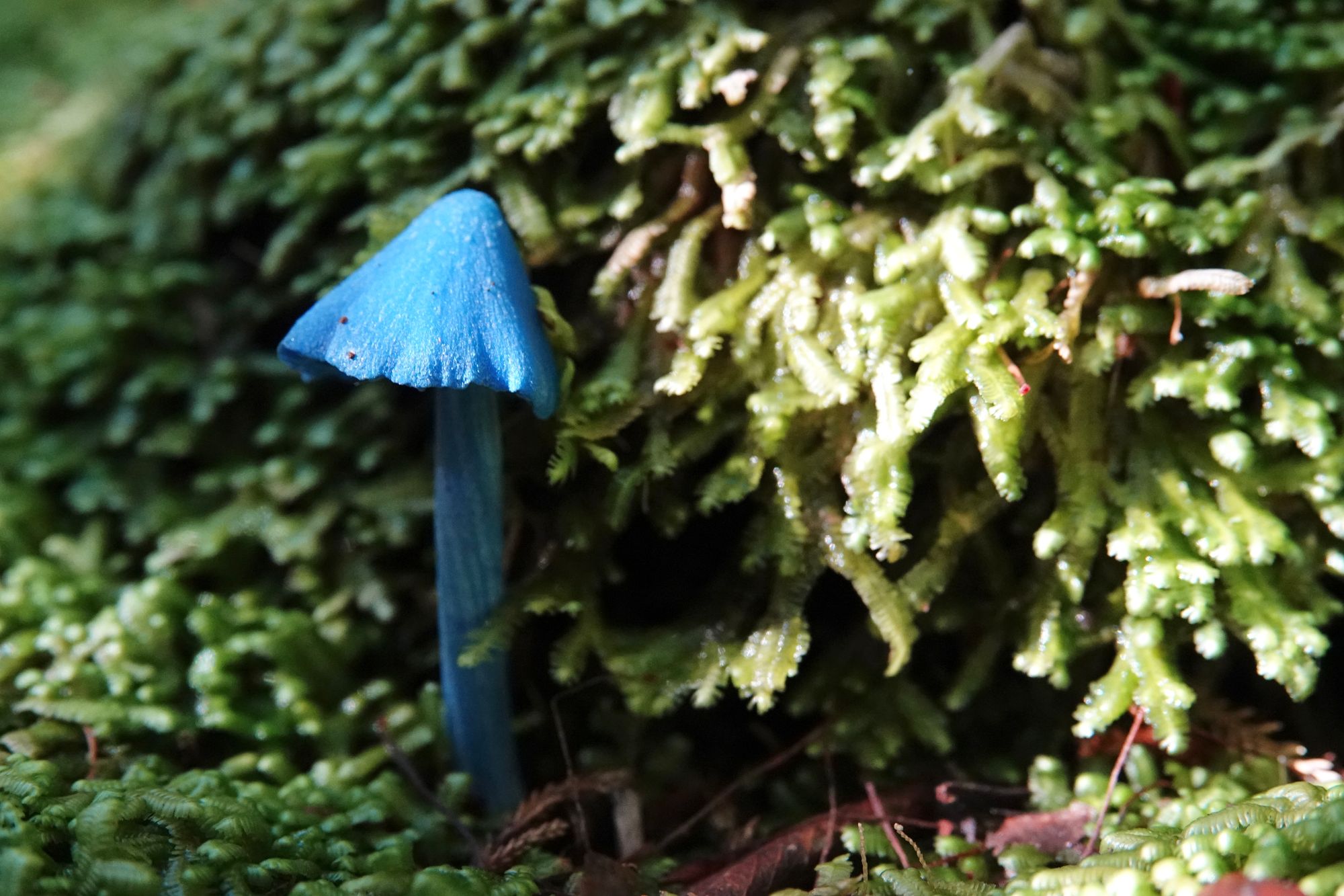 Where to find the Werewere Kōkako, Blue Pinkgill mushroom, in New ...