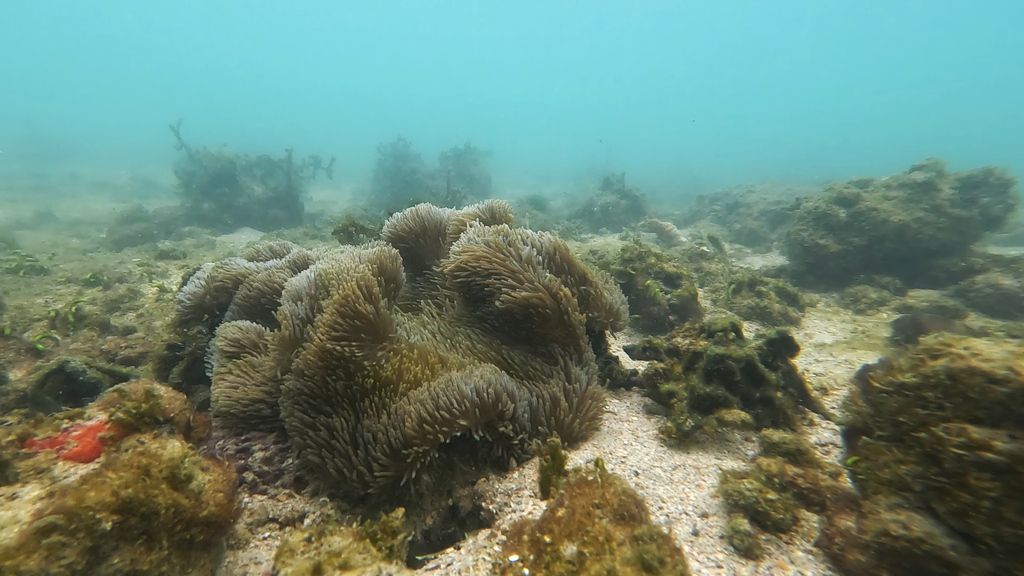 Snorkeling at Sisters' Island Guide 2025