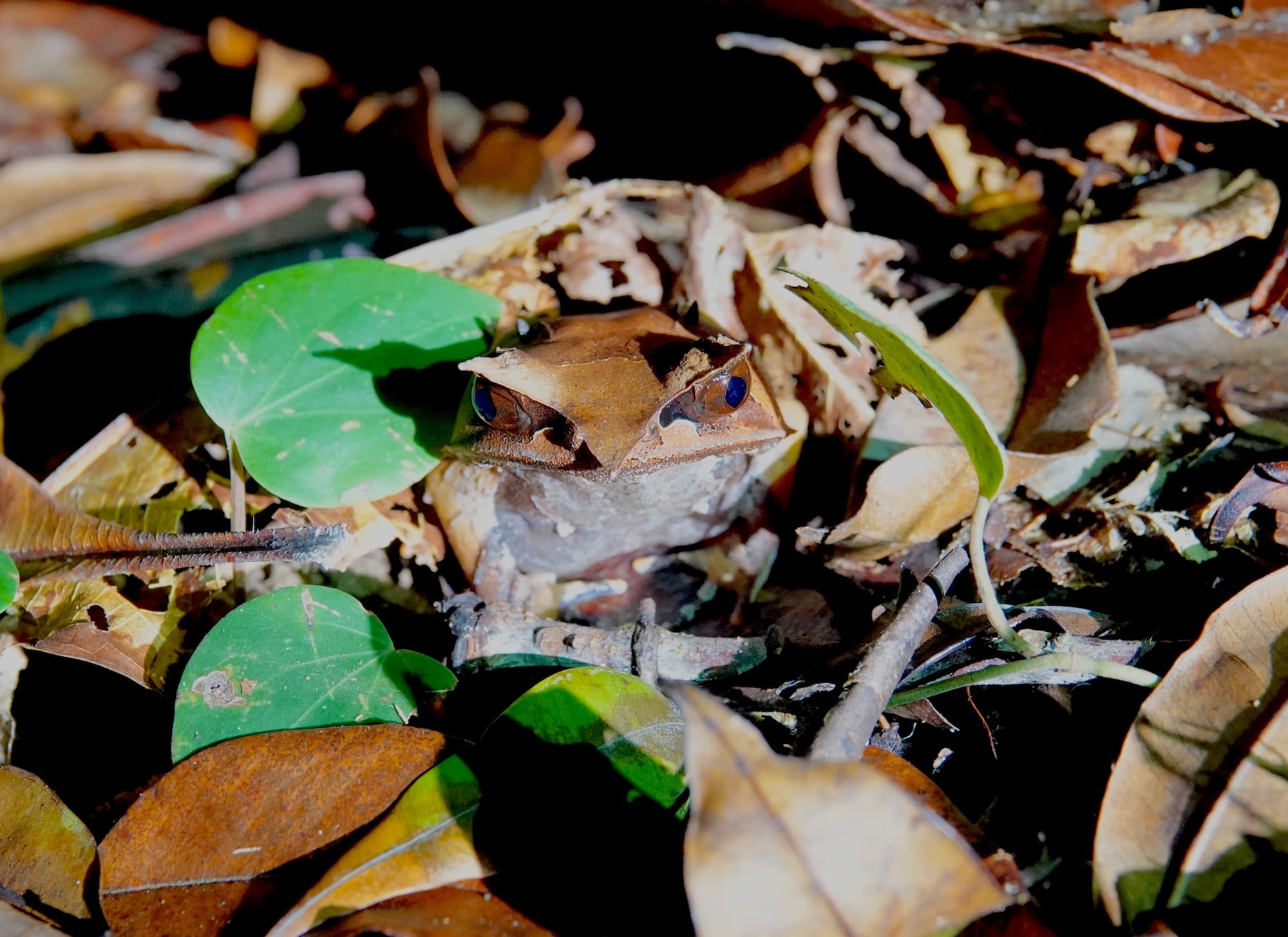 Kubah Night Frogging Experience