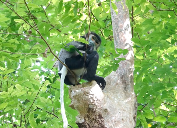 Cat Tien National Park 2026 Visitor Guide in English