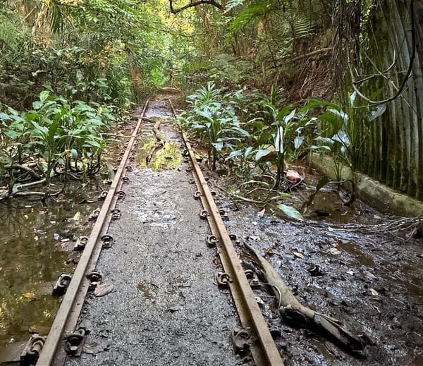 How to visit Maju Forest